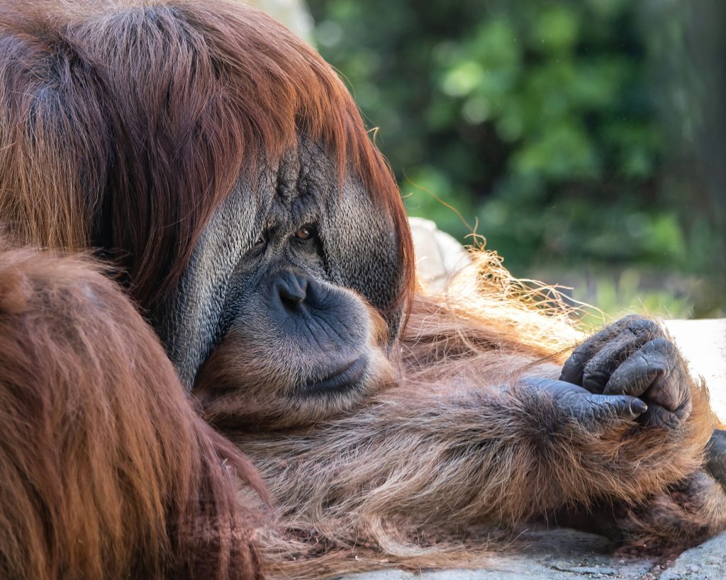 boredom displayed in a orangutan