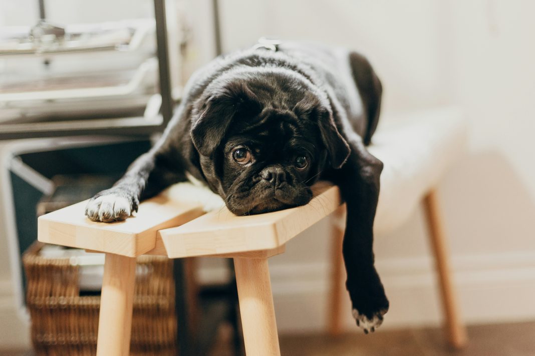 Bored pug resting on wooden elevated surface