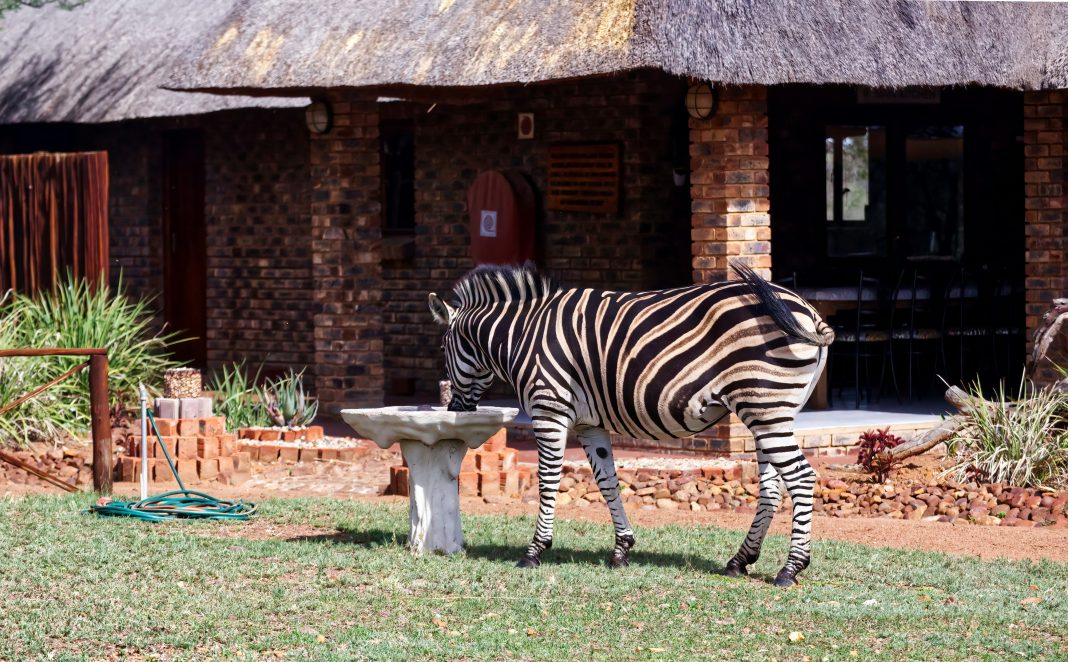 this zebra drinking out of a fountain in a garden has nothing to do with tech etiquette, its just cool